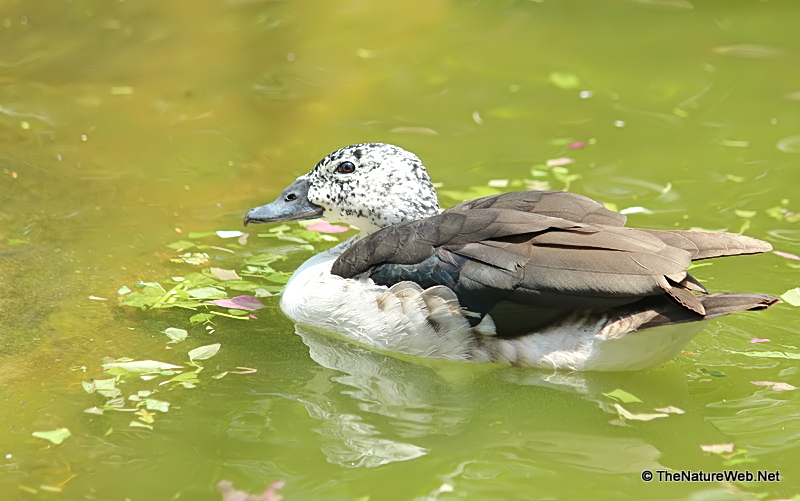 Knob-billed Duck